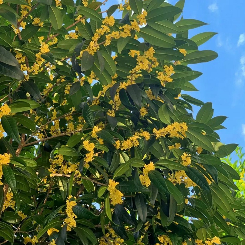 八月桂一年開幾次花，花期是幾月