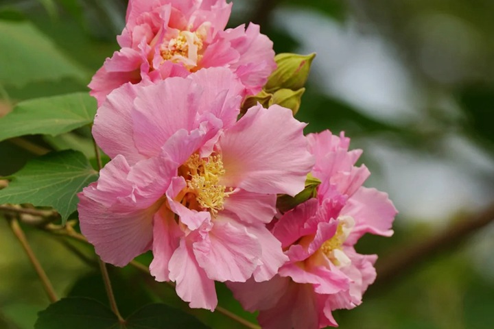 芙蓉花的花期是什么時(shí)候