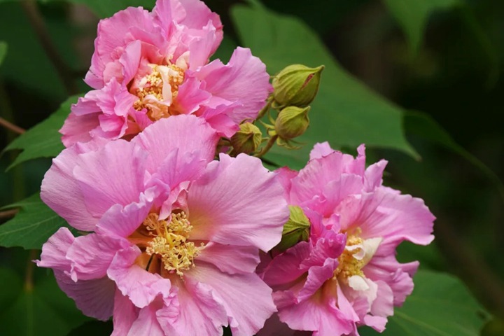 芙蓉花的花期是什么時(shí)候