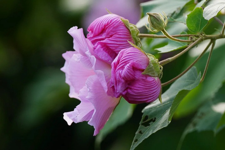 芙蓉花的花期是什么時(shí)候