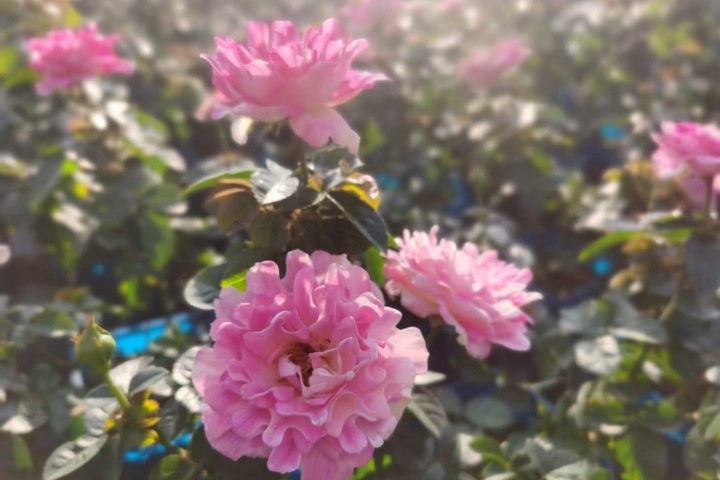5月份有什么花開放(十二種常見花卉介紹)