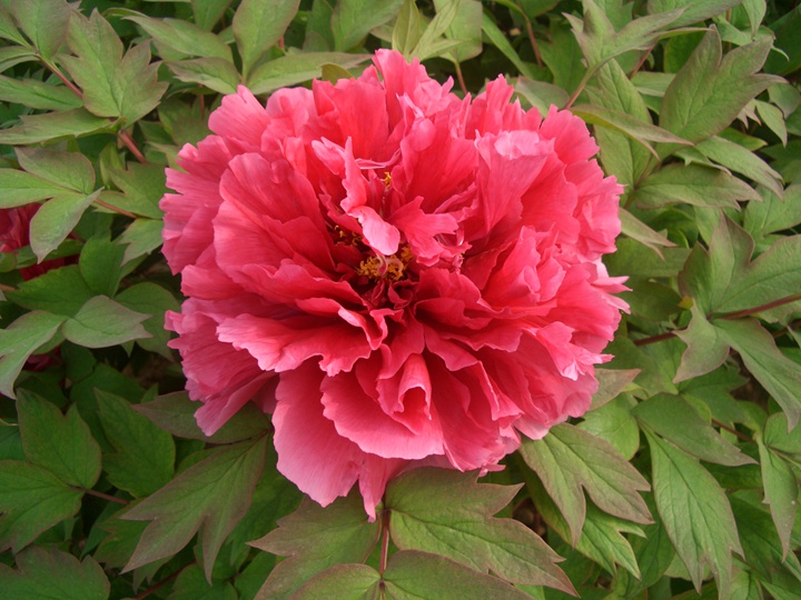 牡丹花在早上幾點(diǎn)開花