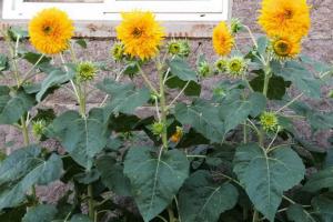 一個(gè)花盆里可以種多少泰迪熊向日葵種子
