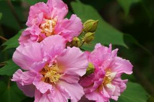 芙蓉花的花期是什么時(shí)候