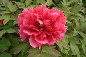 牡丹花在早上幾點(diǎn)開花