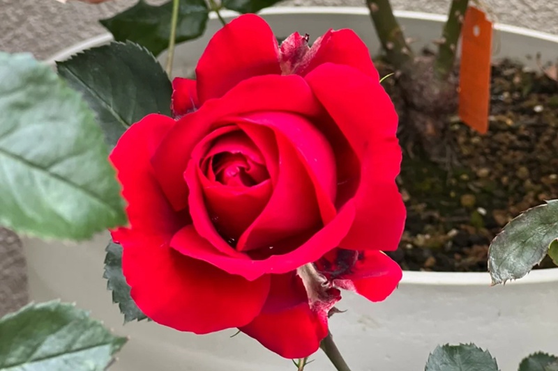 紅酒月季優(yōu)缺點(diǎn)