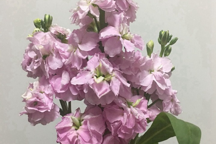 紫羅蘭幾月開花？