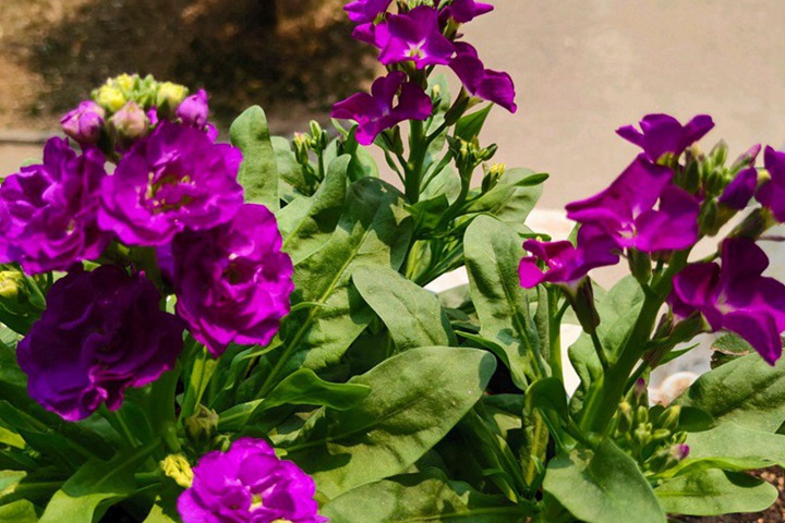 紫羅蘭幾月開花？
