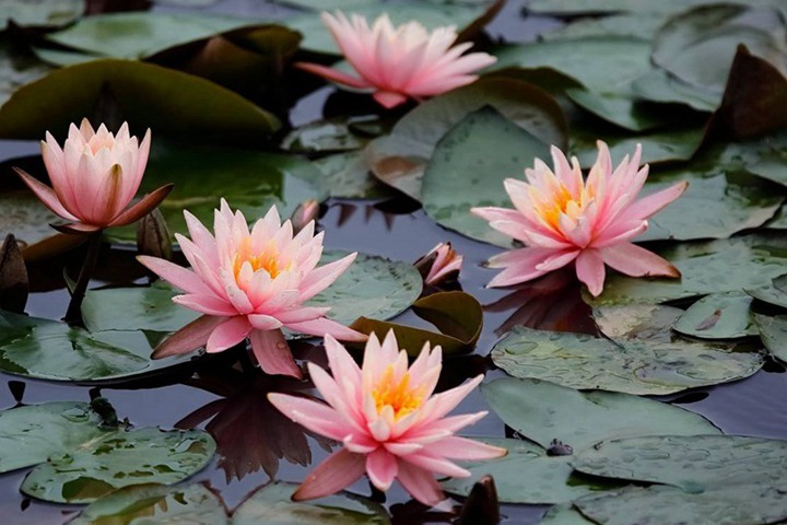 睡蓮家庭種植養(yǎng)護避坑指南