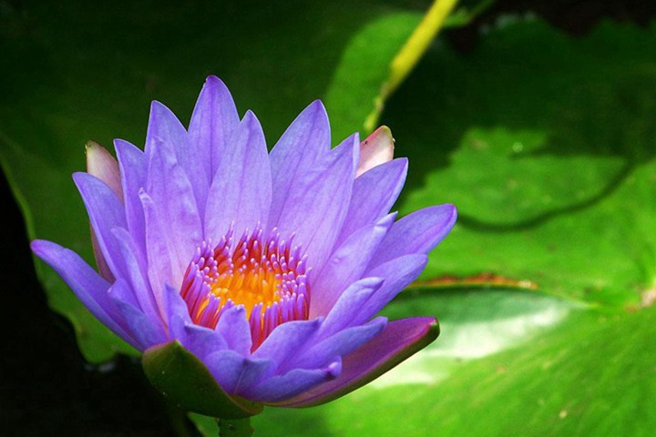 睡蓮家庭種植養(yǎng)護避坑指南