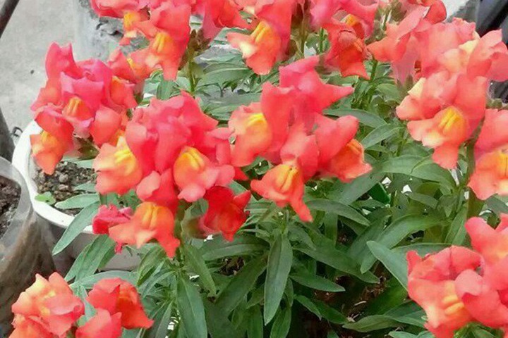 金魚(yú)草陽(yáng)臺(tái)種植避坑指南！