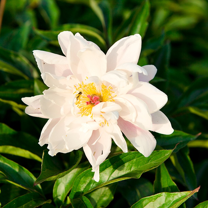 芍藥花種植養(yǎng)護(hù)超詳細(xì)指南！