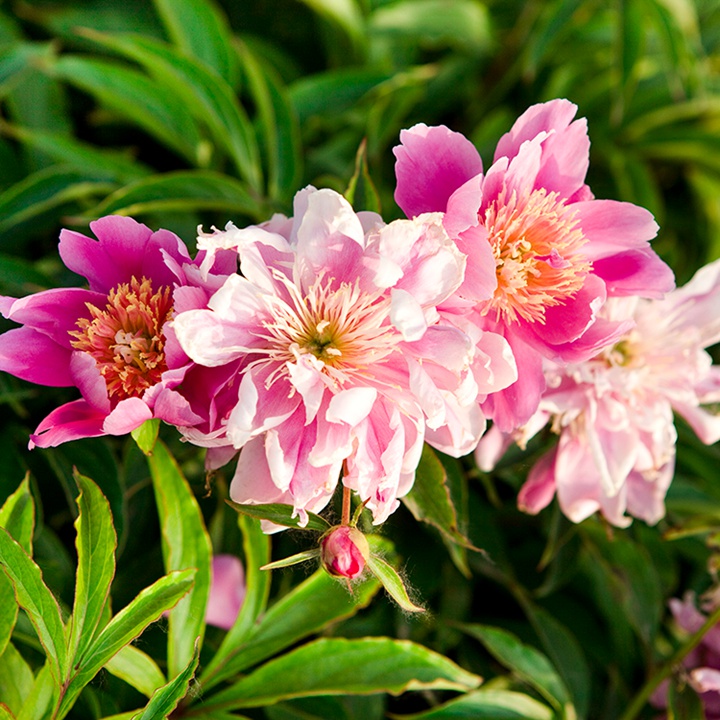 芍藥花種植養(yǎng)護(hù)超詳細(xì)指南！