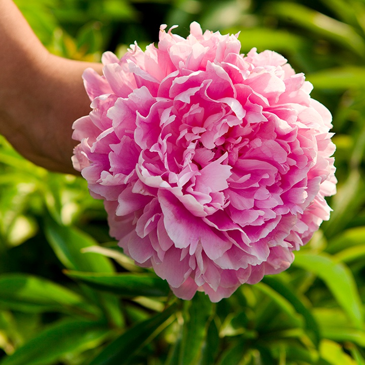 芍藥花種植養(yǎng)護(hù)超詳細(xì)指南！