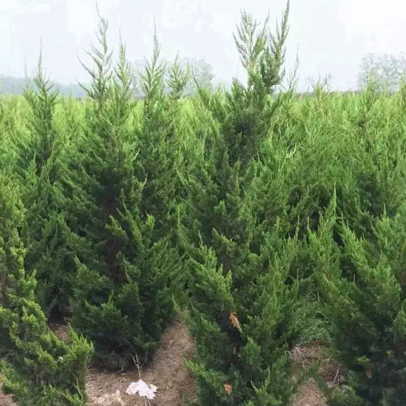 家里種龍柏樹好嗎？