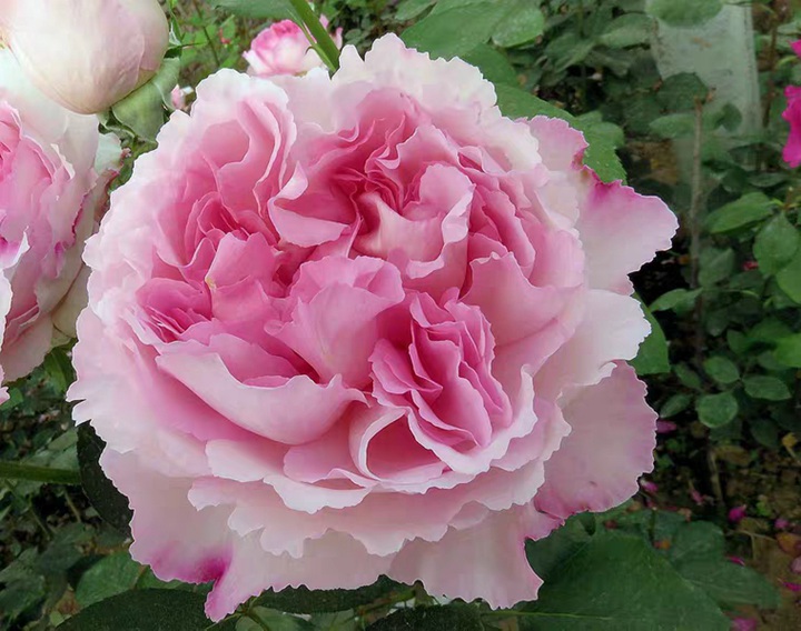 月季伊芙芳香催眠的優(yōu)缺點(diǎn)解析