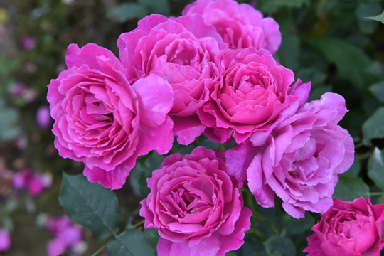 月季伊芙藍(lán)寶石優(yōu)缺點(diǎn)分析