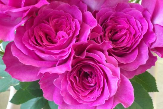 月季伊芙藍(lán)寶石優(yōu)缺點(diǎn)分析