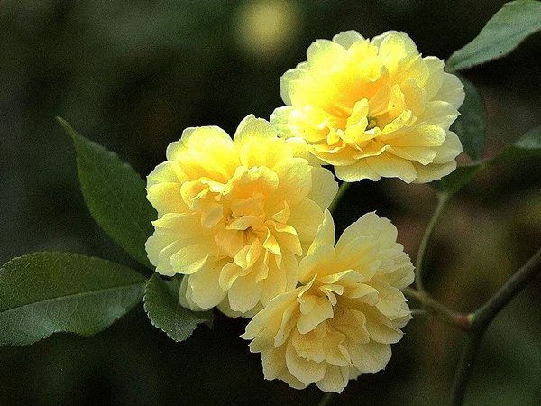 黃木香的優(yōu)缺點(diǎn)解析