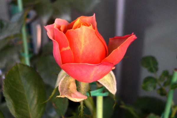月季芒果浪漫的優(yōu)缺點(diǎn)