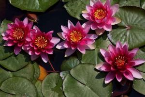 睡蓮家庭種植養(yǎng)護(hù)避坑指南