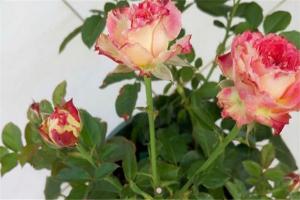 月季蓮花的優(yōu)缺點(diǎn)