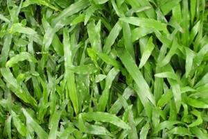 家里怎么養(yǎng)夏威夷草？