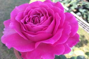 月季伊芙藍(lán)寶石優(yōu)缺點(diǎn)分析