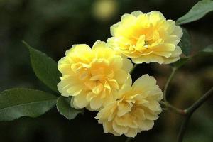 黃木香的優(yōu)缺點(diǎn)解析