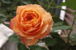 月季芒果浪漫的優(yōu)缺點(diǎn)