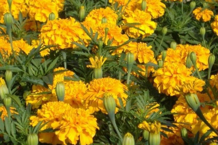 新手也能養(yǎng)的5種秋季開花植物