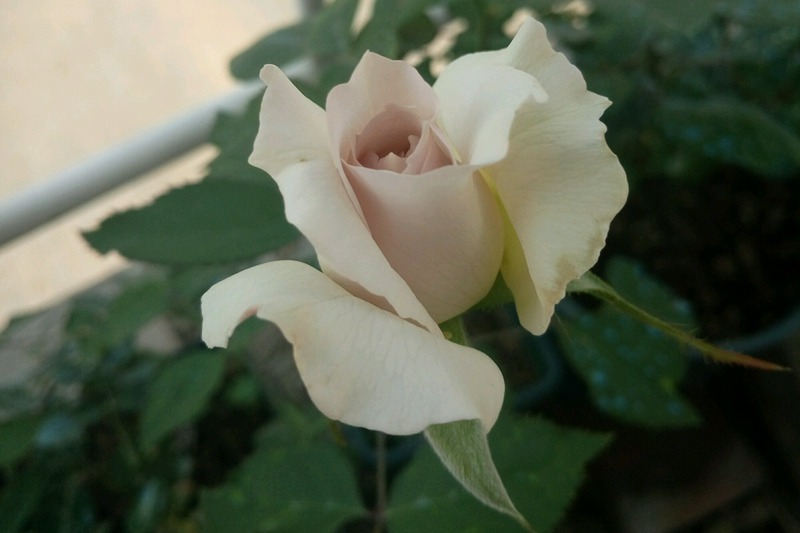 月季莎菲天使的優(yōu)缺點