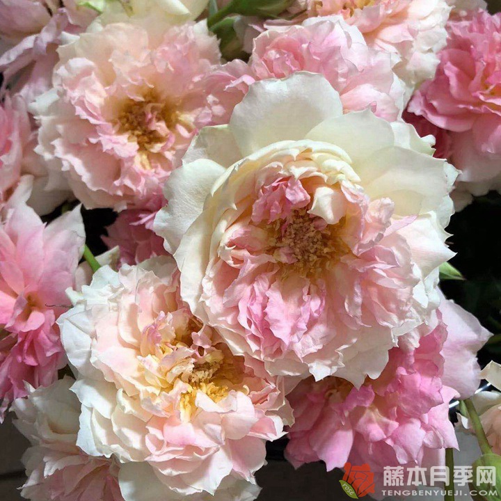 月季娜烏西卡的優(yōu)缺點(diǎn)