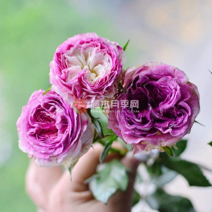 月季多莉的優(yōu)缺點(diǎn)
