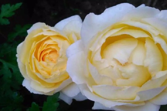 月季金伊芙伯爵的優(yōu)缺點(diǎn)