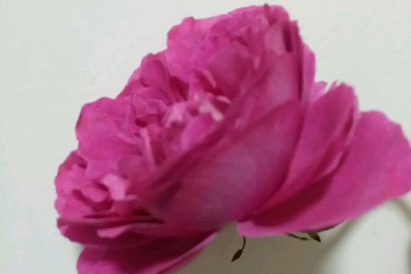 月季伊芙日出的優(yōu)缺點(diǎn)分析