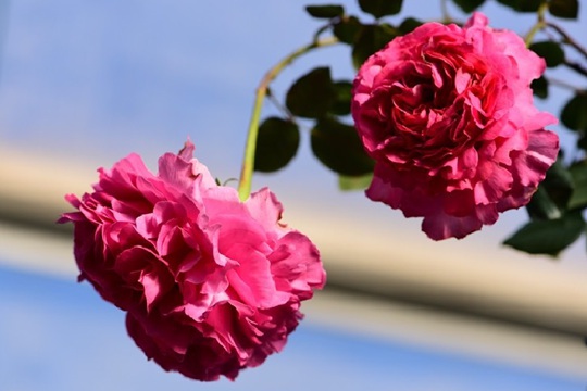 月季伊芙·仙王座優(yōu)缺點(diǎn)解析