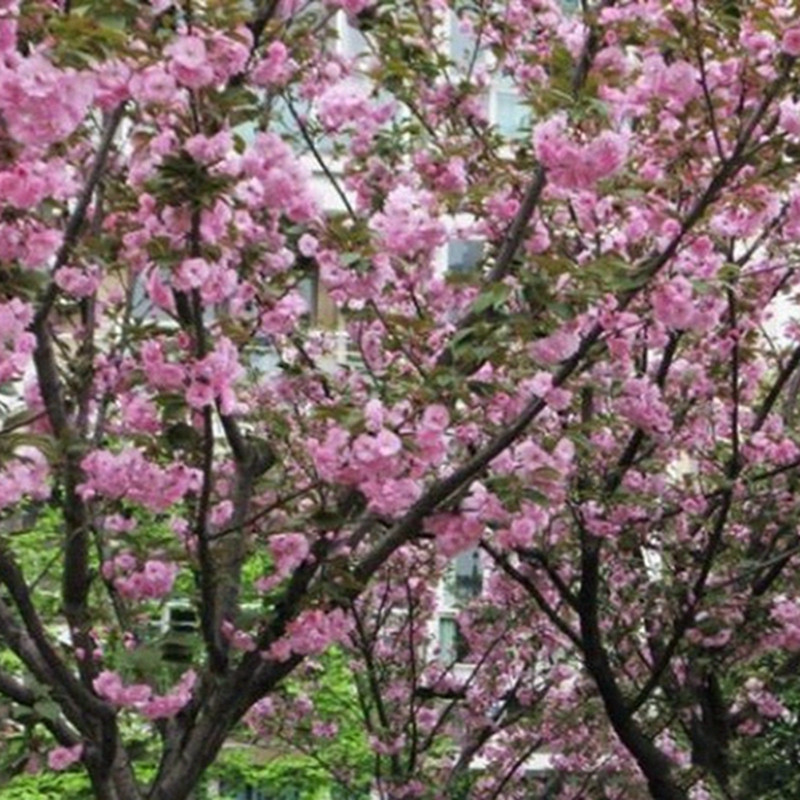 春天三月份開花的花卉都有哪些