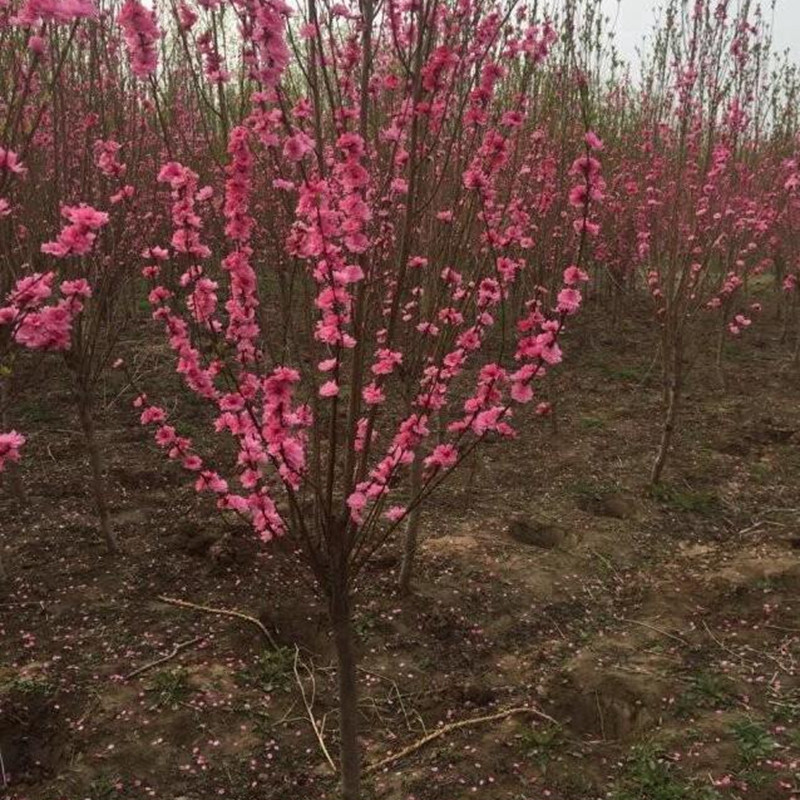 春天三月份開花的花卉都有哪些