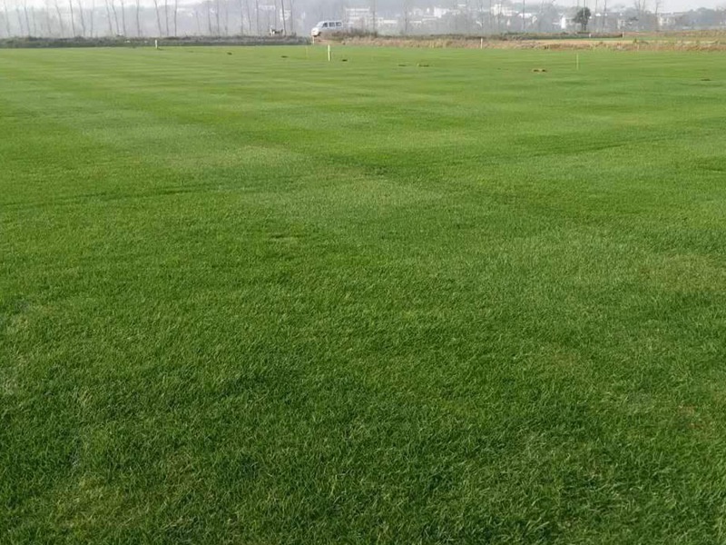 高爾夫球場草坪用的都是什么草種