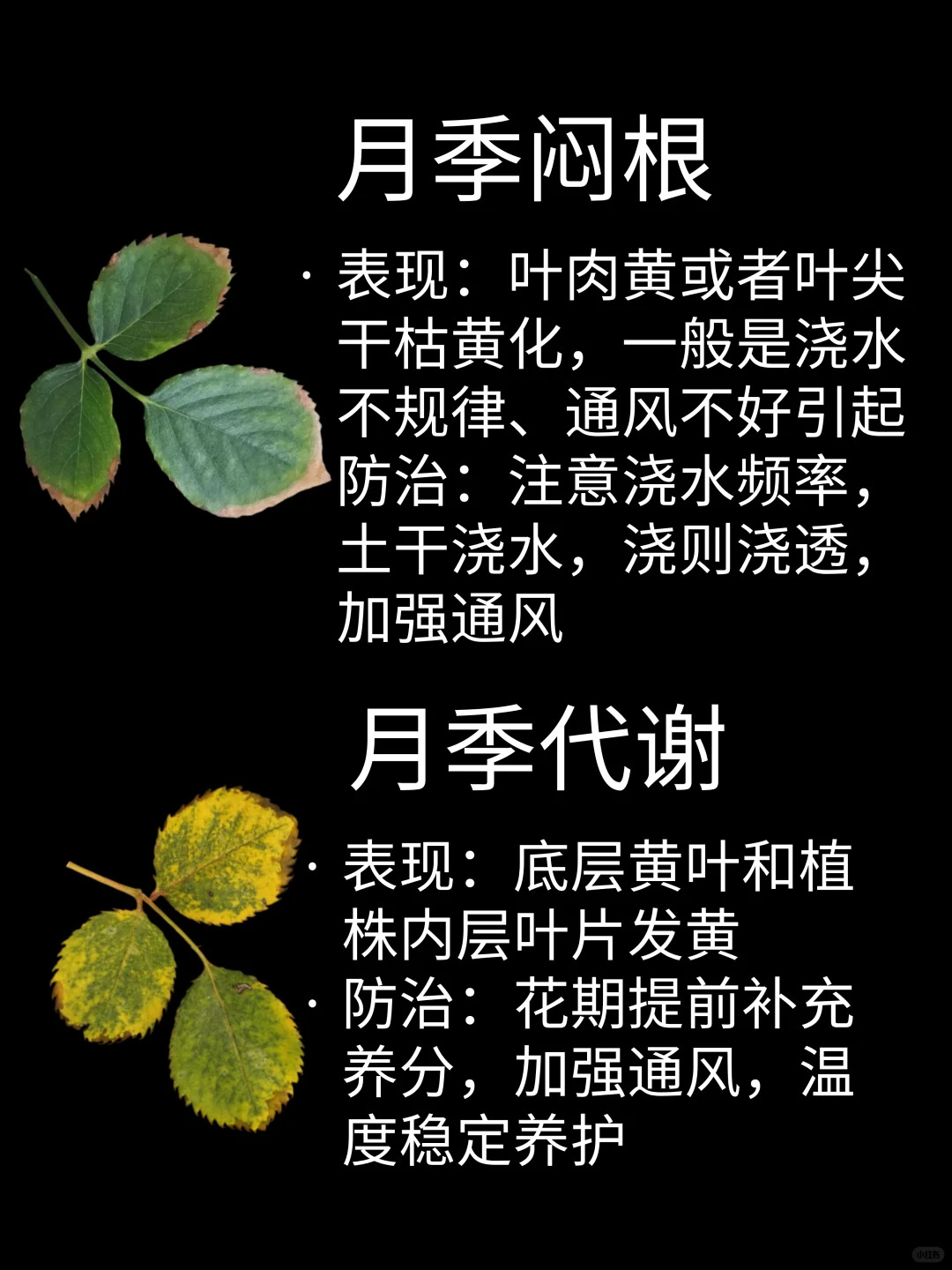 觀葉識害（月季常見問題圖鑒）