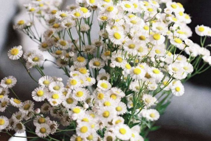 看了心情會變好的鮮花品種都有哪些