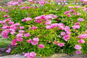 月季薰衣草玫迪蘭優(yōu)缺點(diǎn)全解析