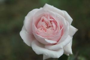 月季伊芙芳香噴泉的優(yōu)缺點(diǎn)