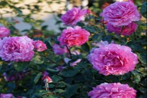 藤本月季伊芙伯爵的優(yōu)缺點(diǎn)分析