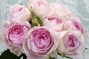月季伊芙克萊爾優(yōu)缺點(diǎn)分析