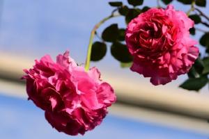 月季伊芙·仙王座優(yōu)缺點解析