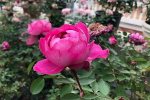 月季伊芙胭脂香水的優(yōu)缺點(diǎn)