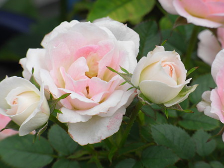 芭蕾舞裙月季怎么樣