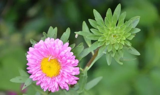 100種常見的花卉圖片及其簡(jiǎn)介